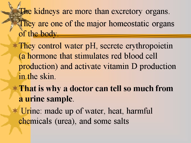 The kidneys are more than excretory organs.  They are one of the major